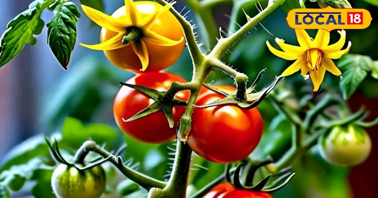 Tomato Cultivation Tips: सागर के किसान ने किया कमाल, 4 एकड़ में लगाया टमाटर, कमाया 12 लाख