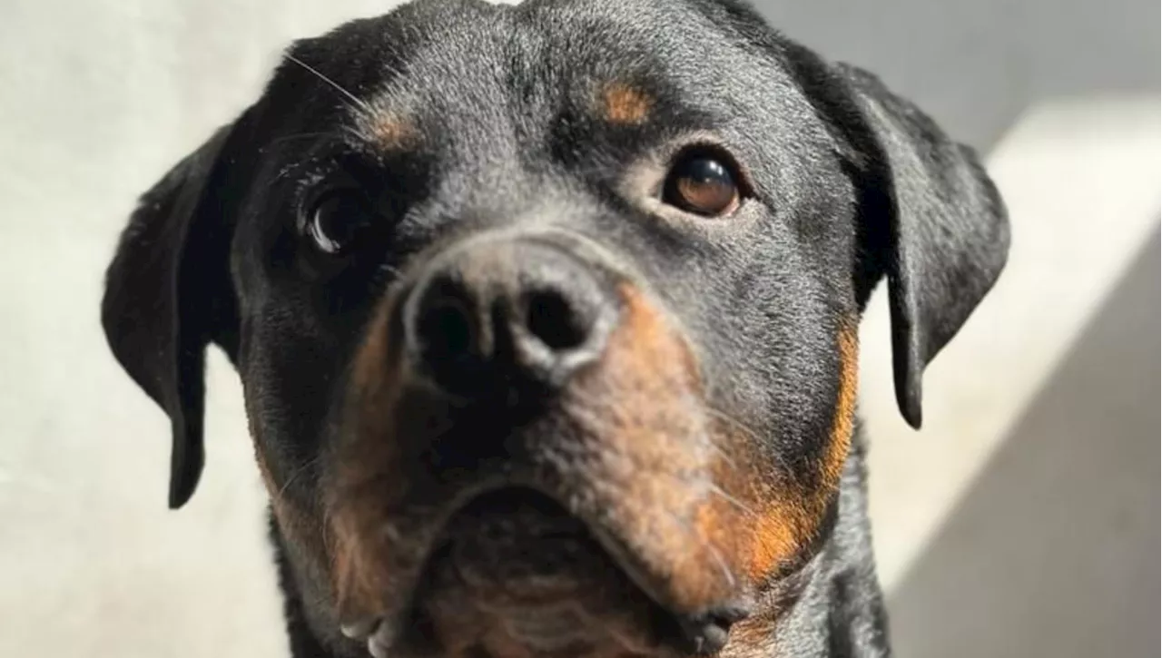 Max, il Rottweiler che merita una seconda possibilità