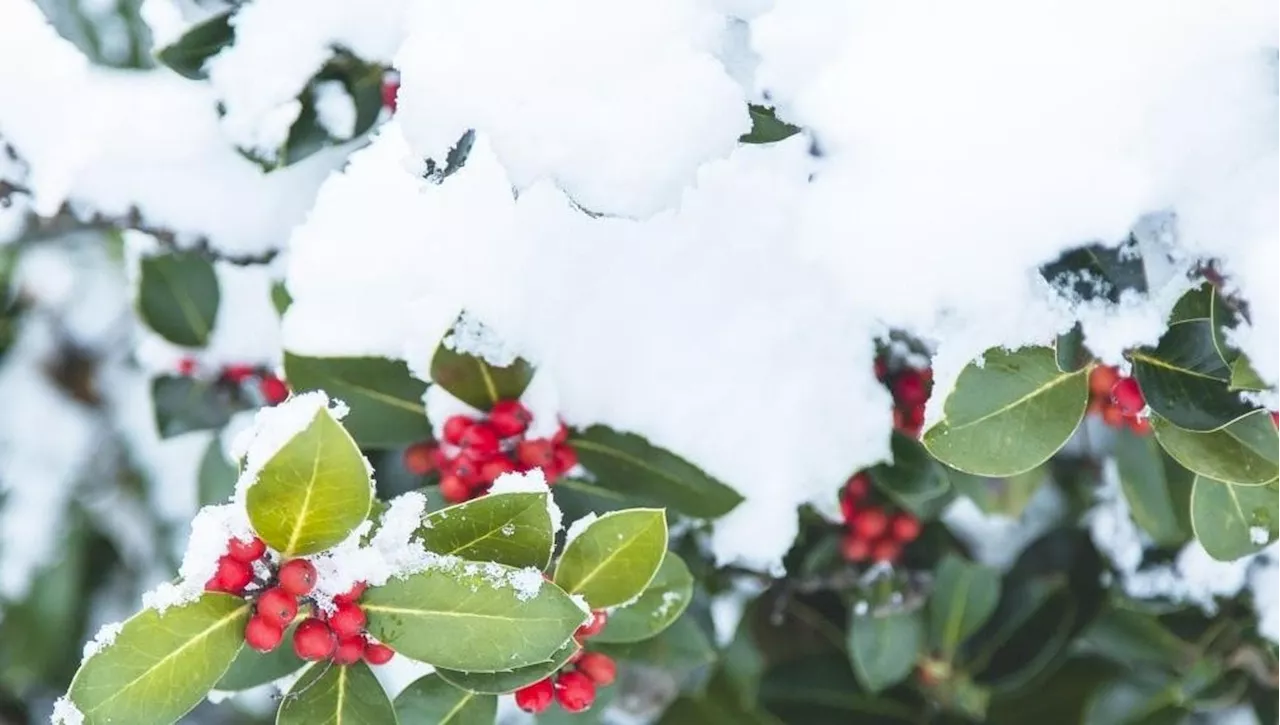 Pungitopo: la bellezza selvatica per il Natale