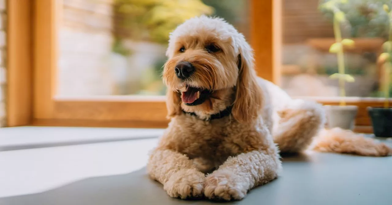 Food-Dispensing Toys: Good for Your Dog's Body and Mind