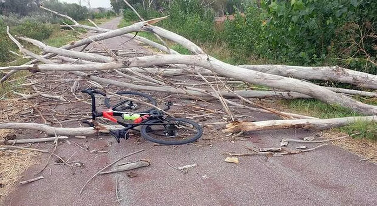 Ciclista si salva per un soffio dal crollo di un albero su ciclabile a Roma