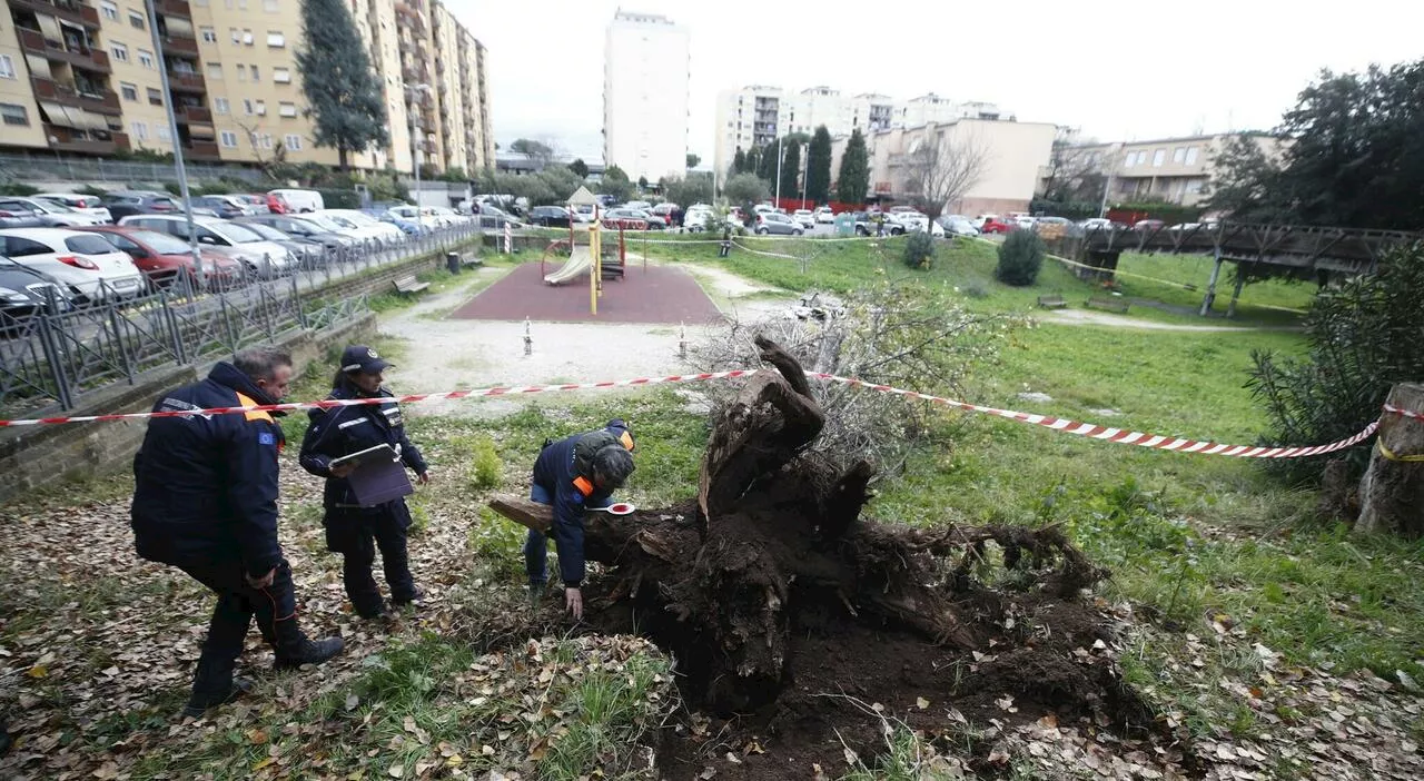 Tragedia a Roma: albero cade su panchina, donna muore