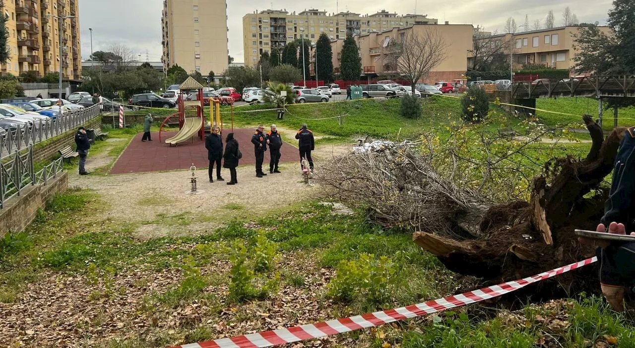 Tragedia a Roma: donna muore schiacciata da un albero in via Cesare Massini