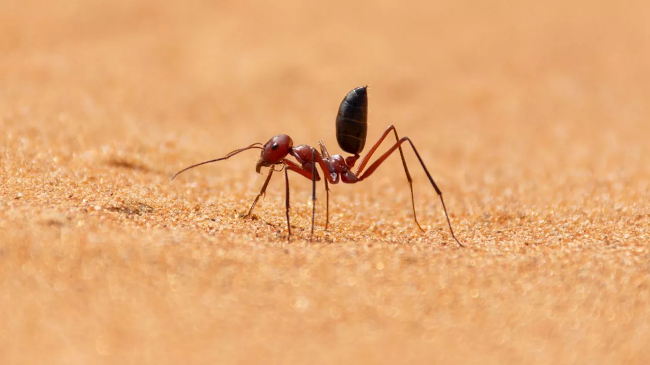 Miniature Polarization Photodetector Inspired by Desert Ants