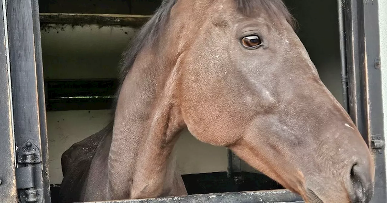 Former Racehorse Found Malnourished and Abused