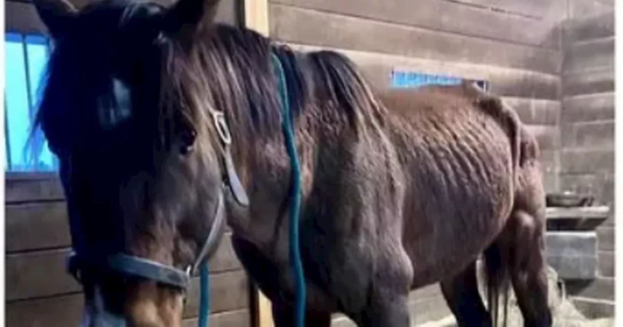 Royal Ascot Winner Rescued From Emaciated State in Kentucky