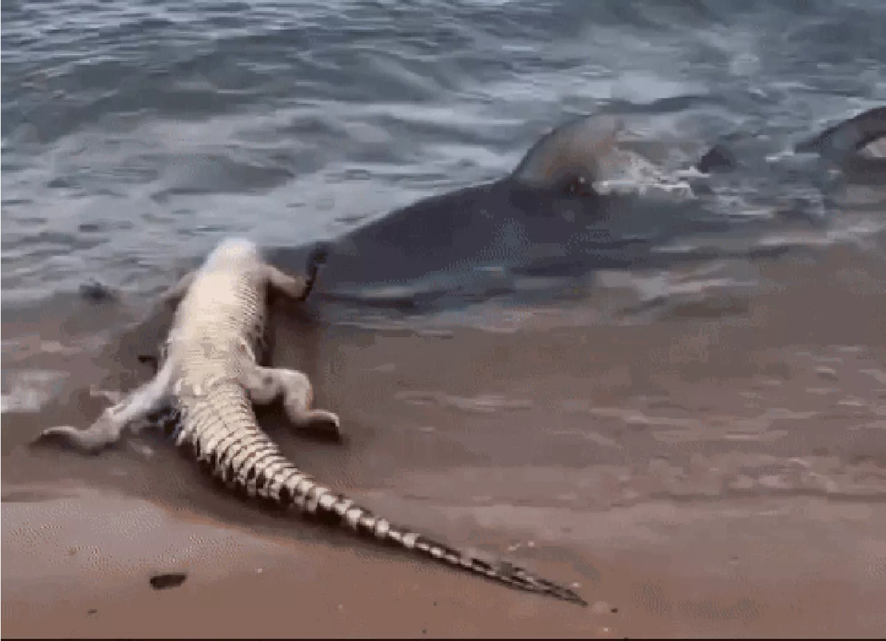 Tubarão ataca e arrasta jacaré para o mar em cenário de perplexidade