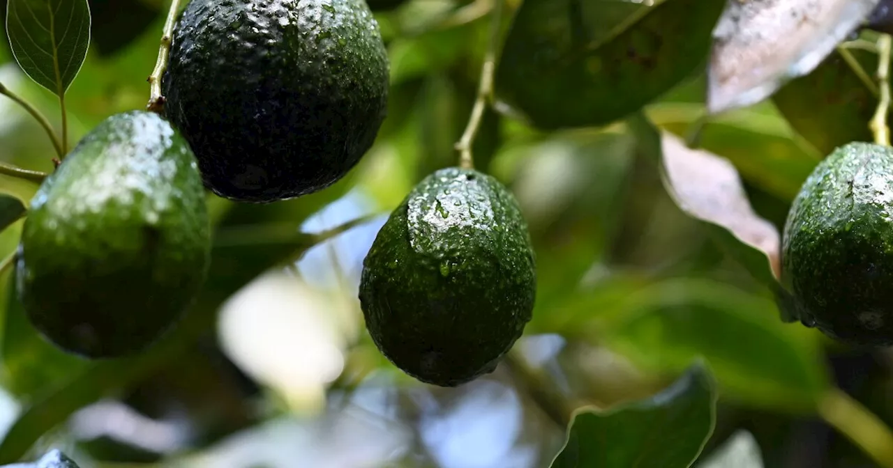 Avocados Face Price Hike Amidst Proposed Tariffs on Mexican Imports