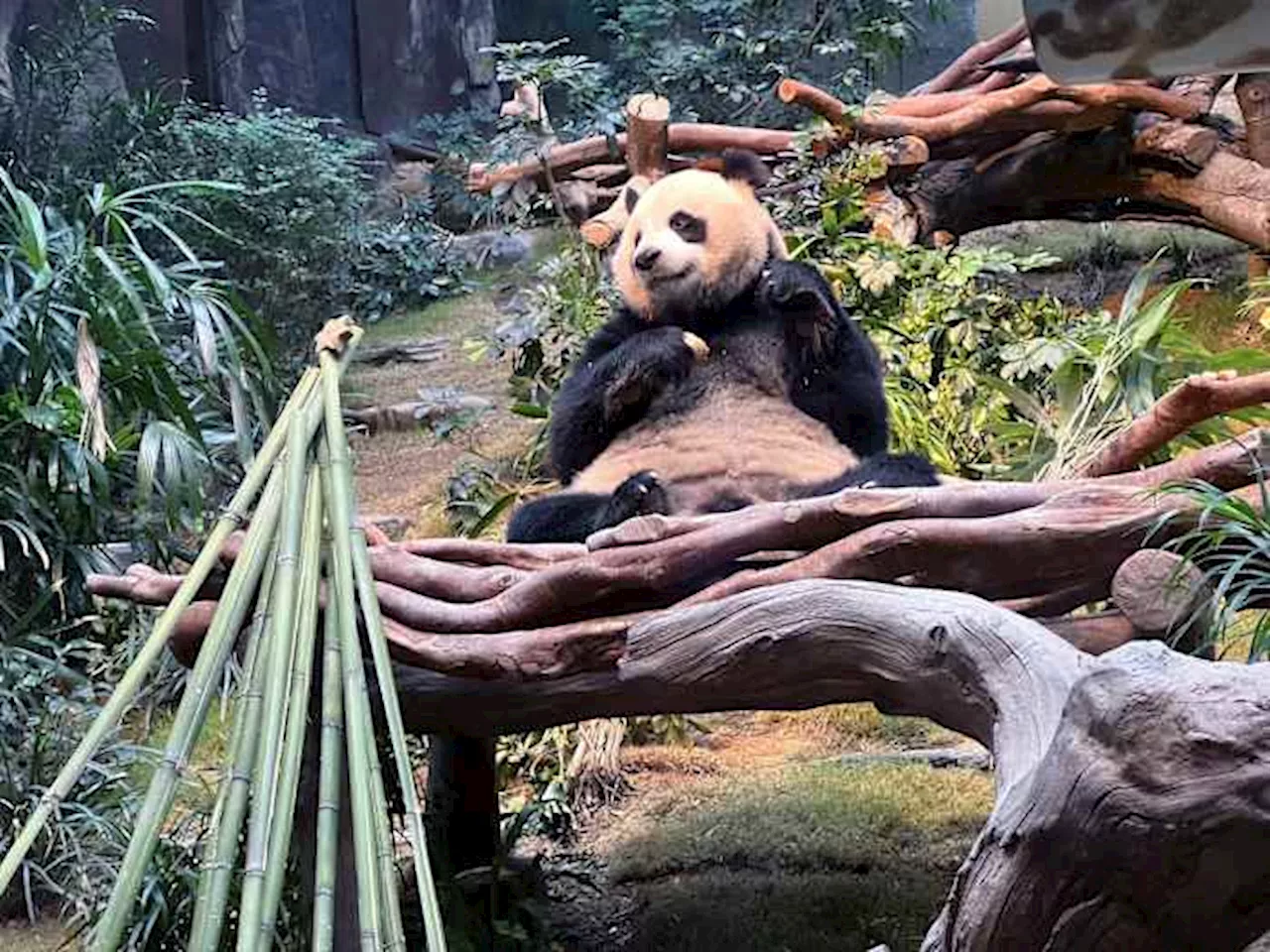 Panda Twins Celebrate First Christmas in Hong Kong