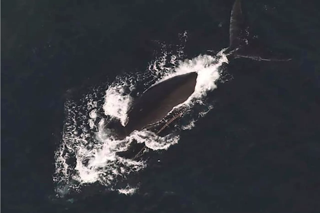 Third Endangered Right Whale Found Entangled Off East Coast