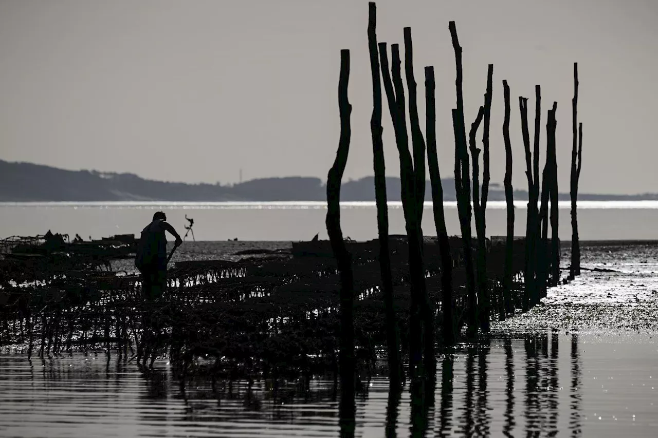 Bassin d'Arcachon: un an après la pollution, la filière ostréicole peine à se relever