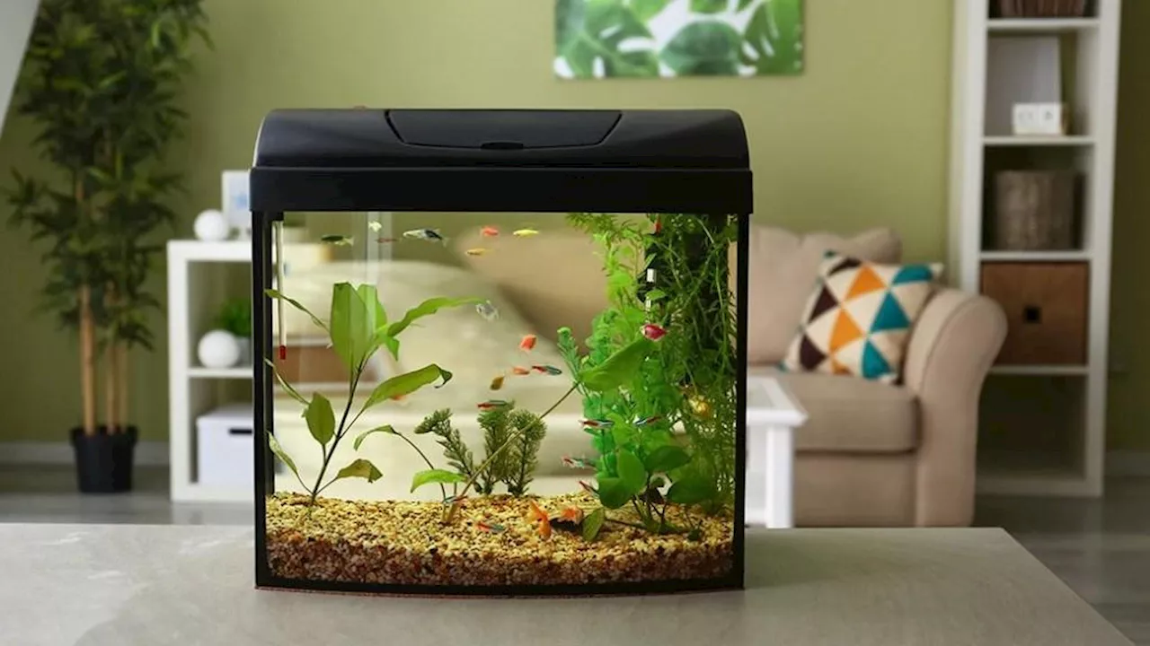 Proper Care for Your Betta Fish