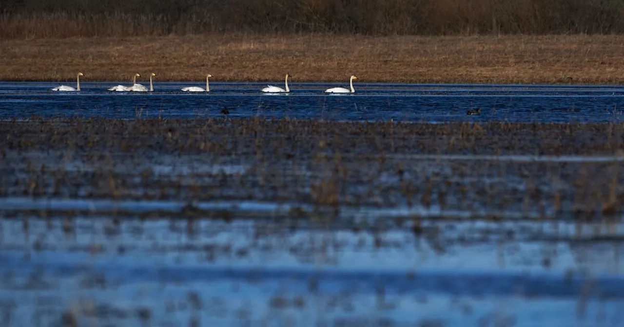 Arctic Warming: Swans and Shifting Landscapes