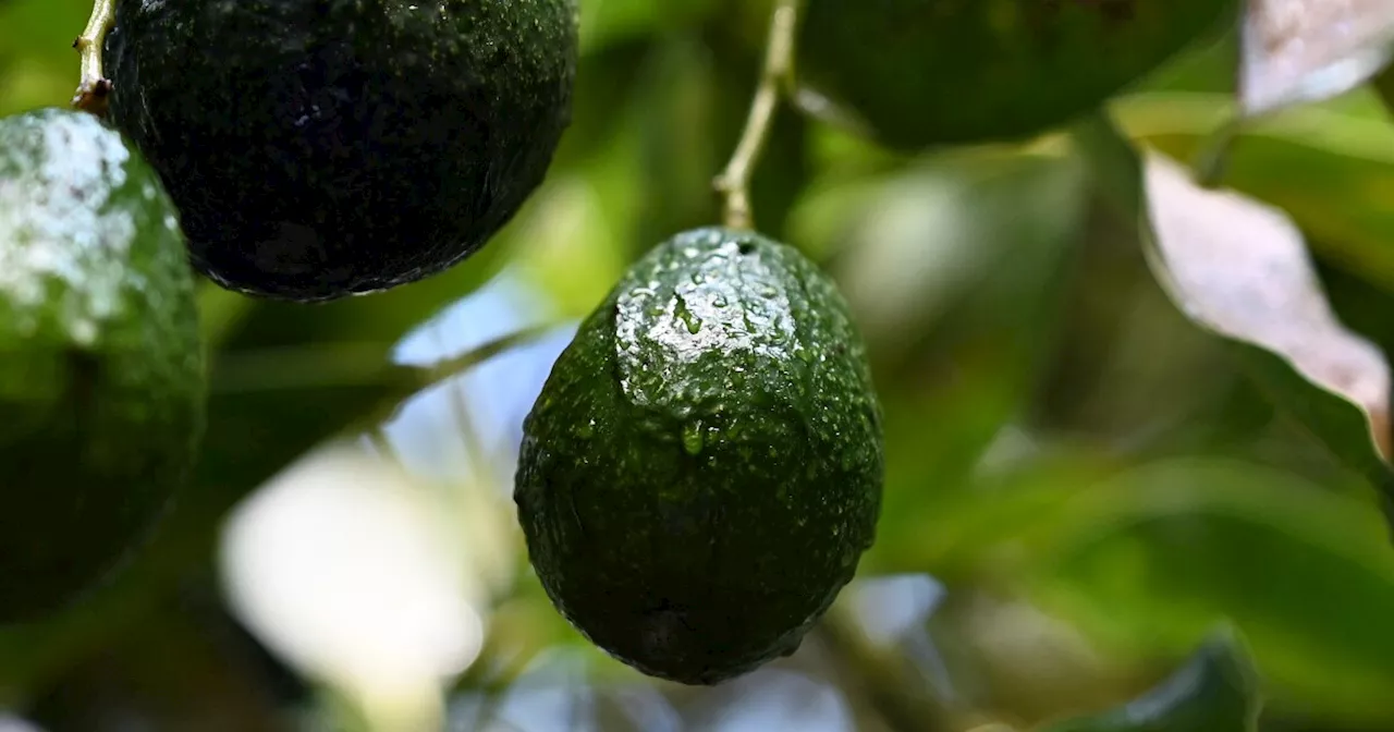 Trump's Tariffs Could Mean Higher Avocado Prices