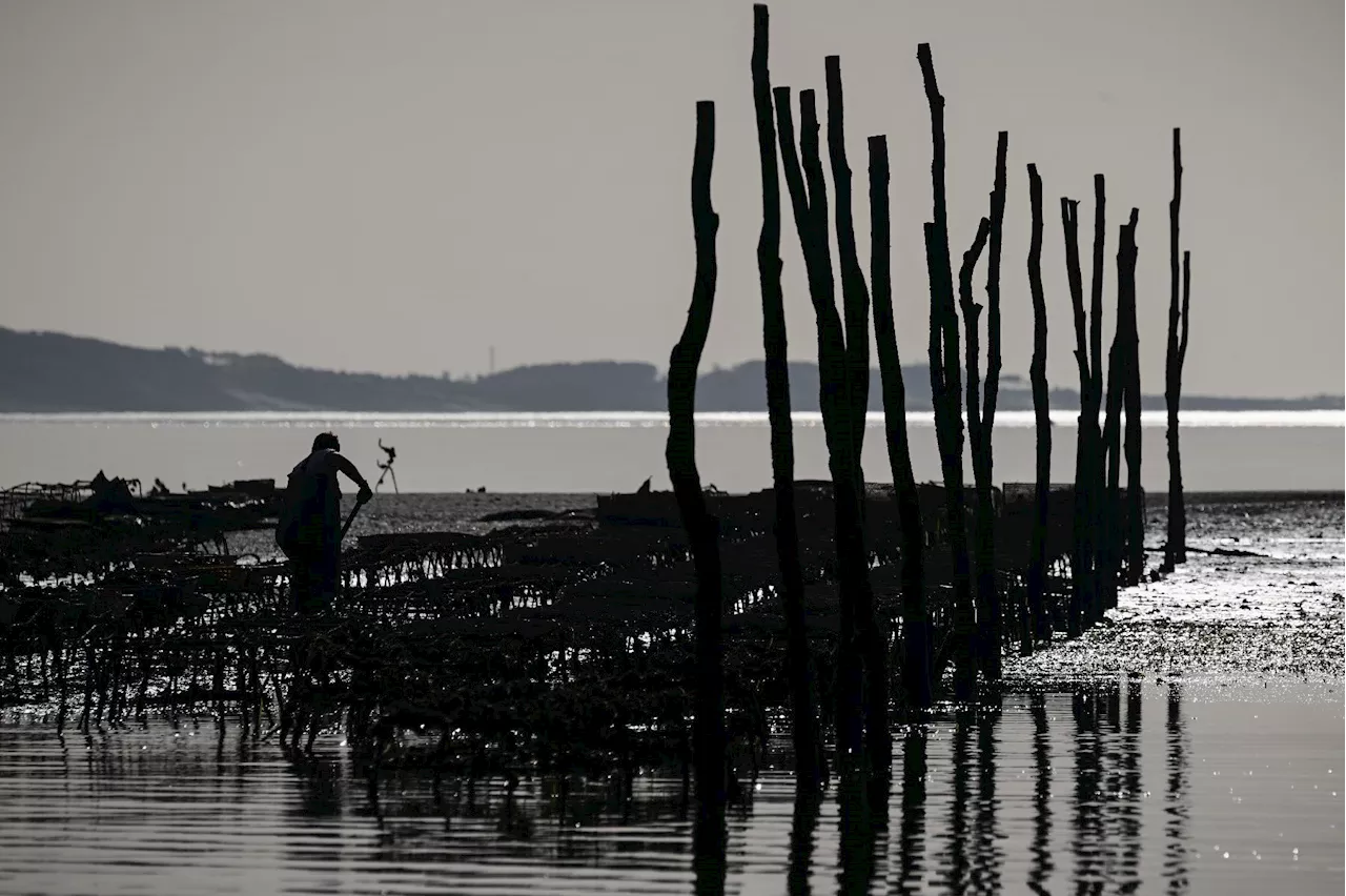 Bassin d'Arcachon: un an après la pollution, la filière ostréicole peine à se relever