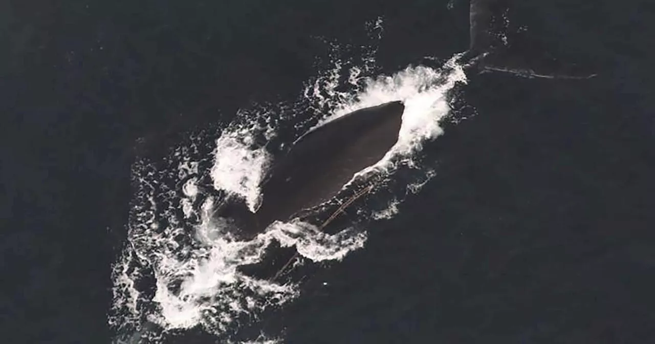 Third Endangered North Atlantic Right Whale Found Entangled in Fishing Gear