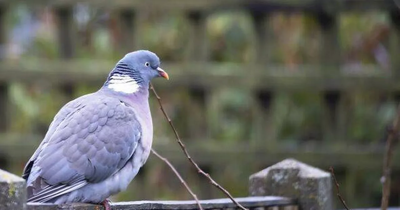 Warning to anyone feeding pigeons in their gardens this winter