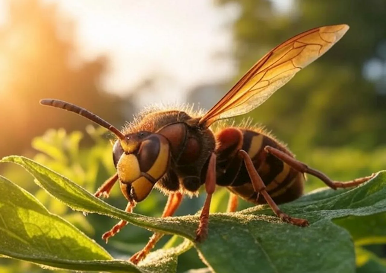 Murder Hornets Eradicated from US