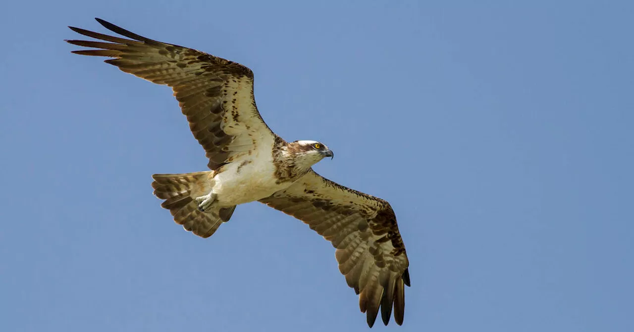 Chaque hiver, les rapaces quittent l'Europe pour la Langue de Barbarie