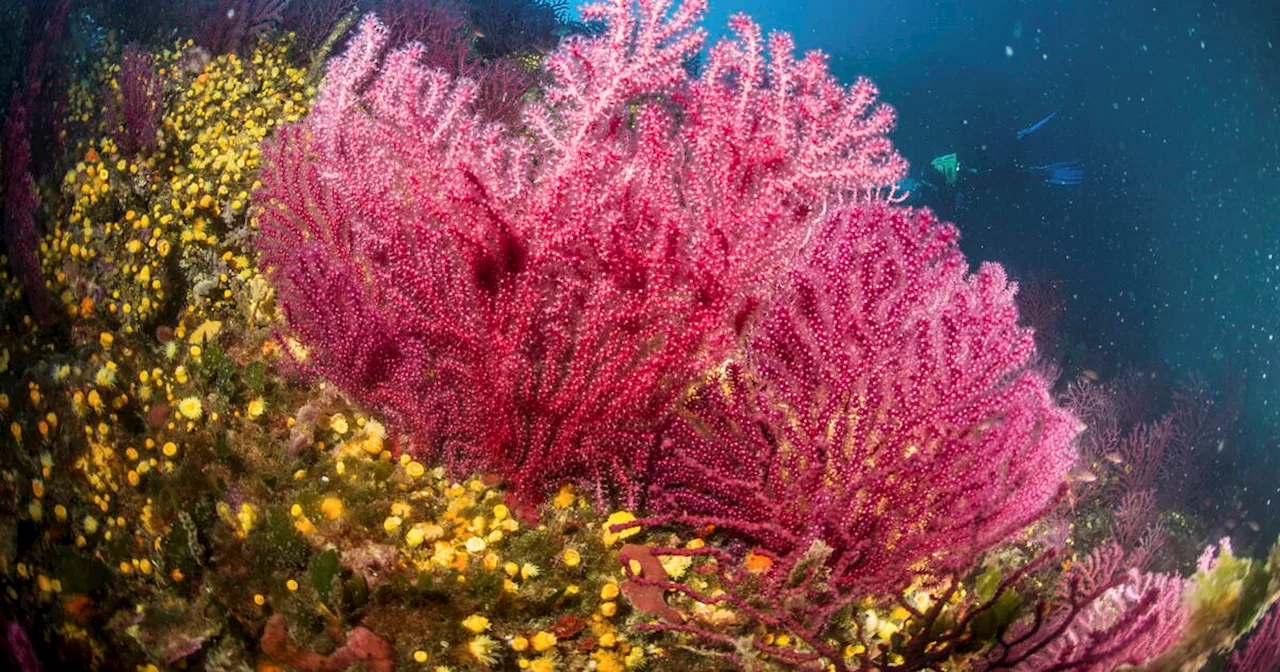 La Gorgone Rouge, Victime de la Canicule en Méditerranée