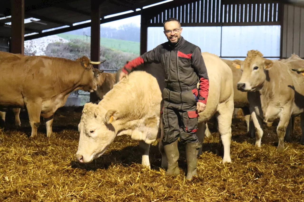 Un éleveur bovin utilise des médecines complémentaires pour le bien-être de ses vaches