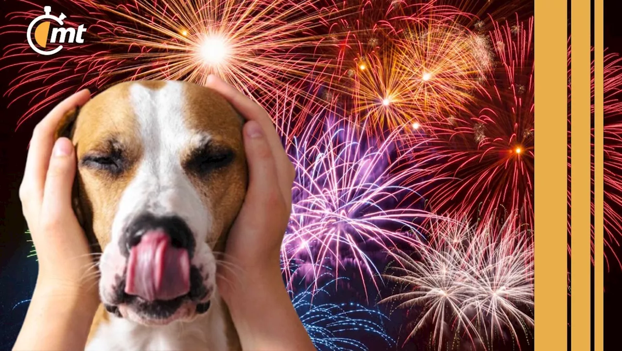 Fiestas de diciembre: Así puedes cuidar a tus perros de la pirotecnia