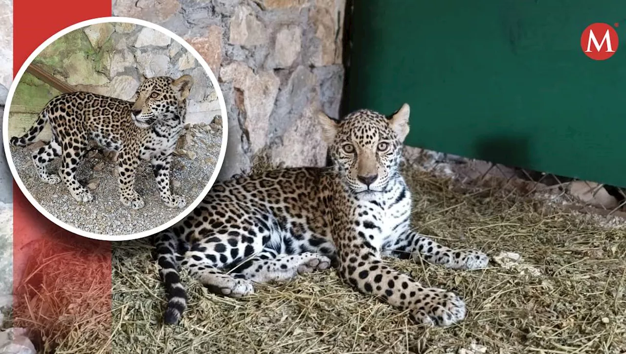 Dos cachorros de jaguar llegan al Parque Ecológico Biósfera 'El Cielo'