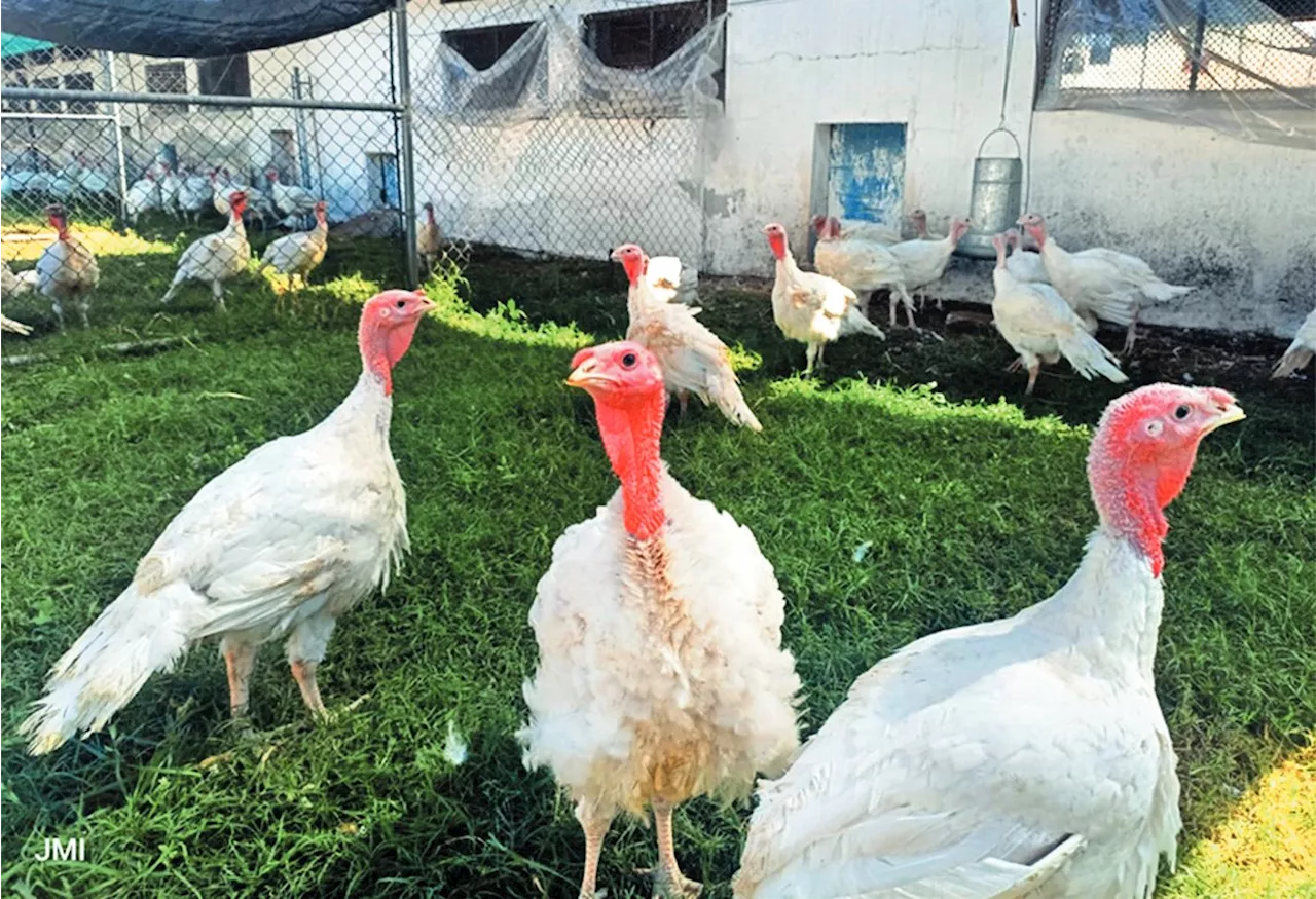 Mexicanos prefieren el pavo extranjero