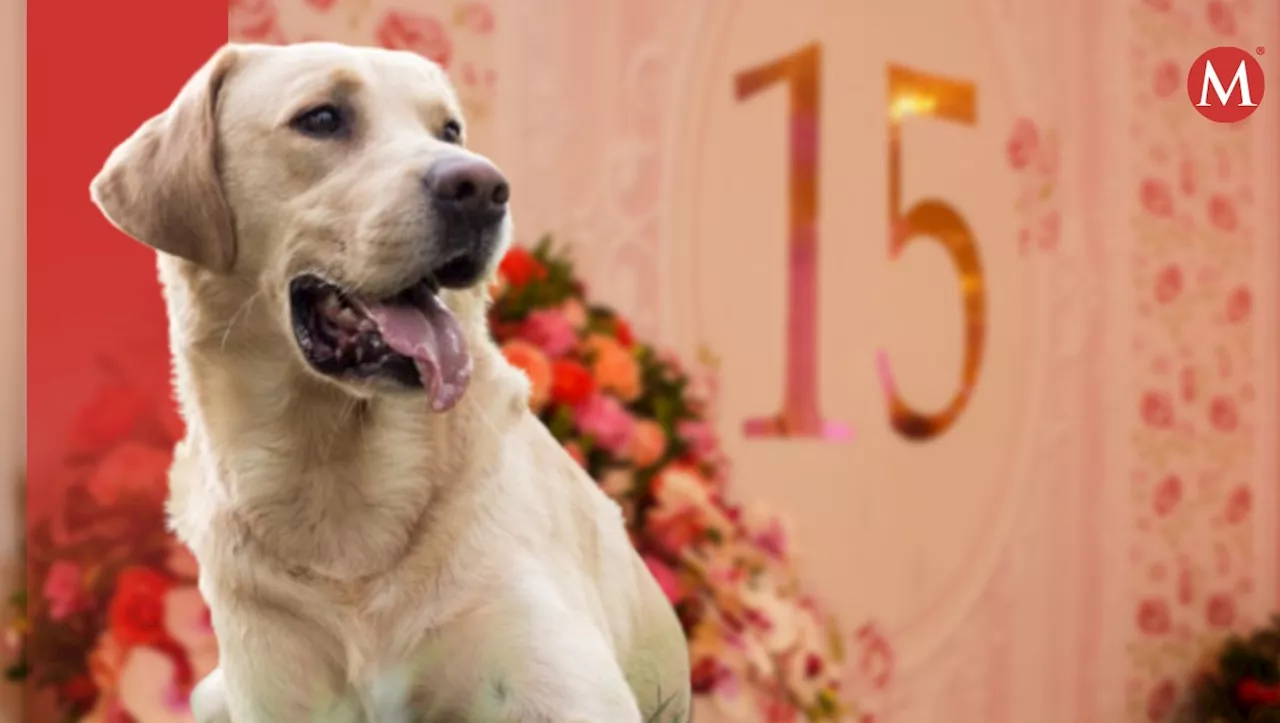 Perrita celebra sus 15 años con fiesta de XV años