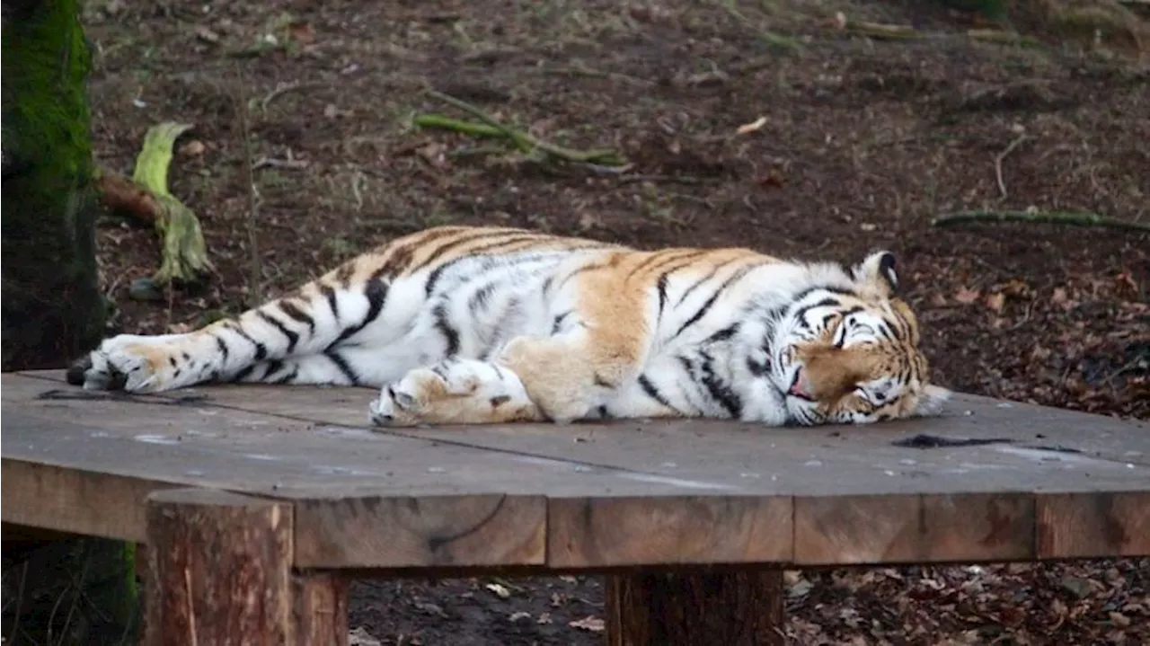 Bird Flu Claims Lives of Dozens of Big Cats at Washington Sanctuary