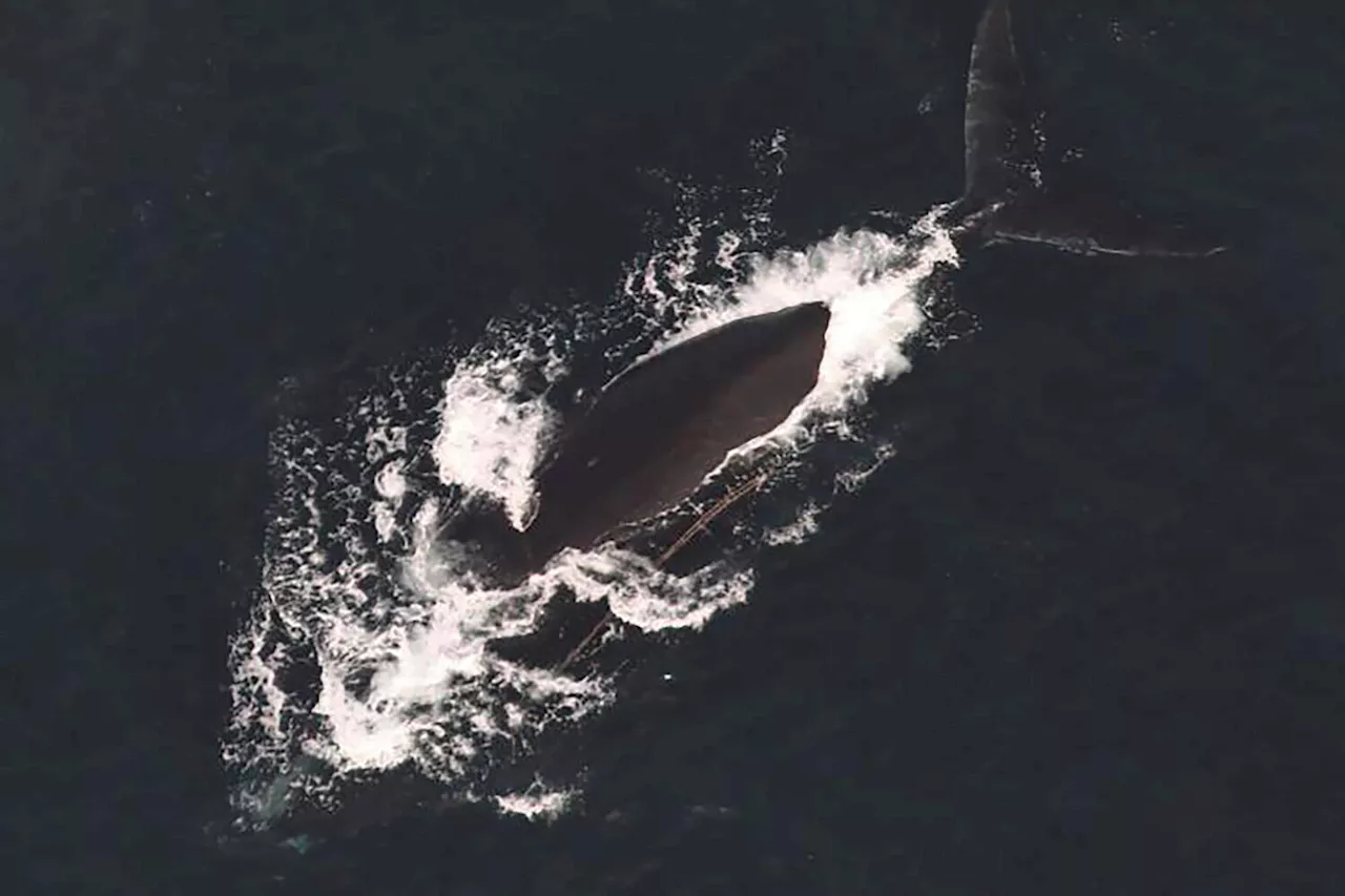 Third Endangered Whale Entangled Off East Coast