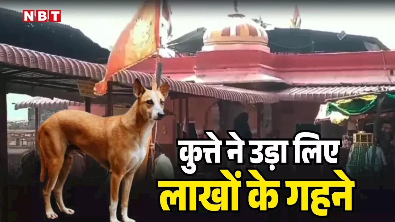 राजस्थान: मंदिर में चोरी या साजिश? 5 लाख के बैग पर आखिरकार कुत्ते ने कैसे किया कब्ज़ा!