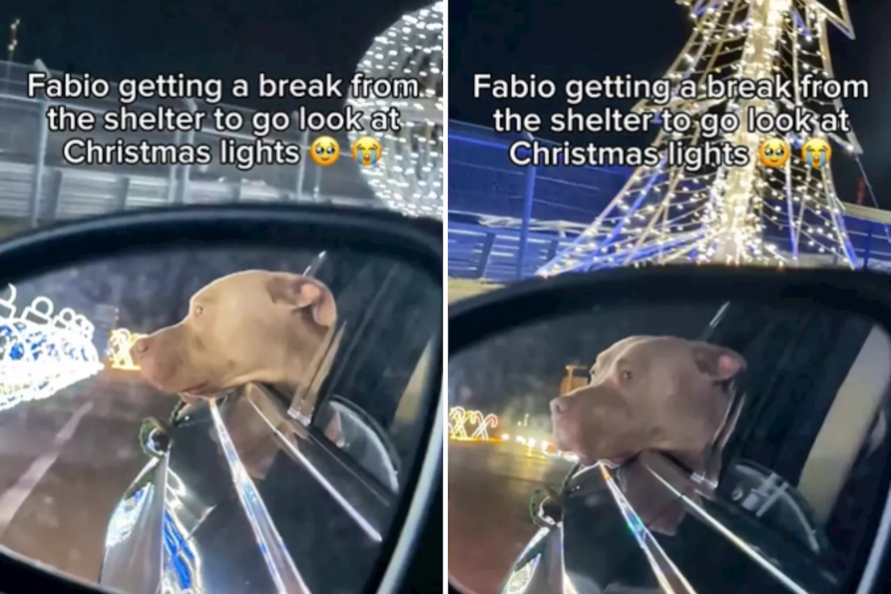 Christmas Lights Tour for Shelter Dog Fabio Goes Viral