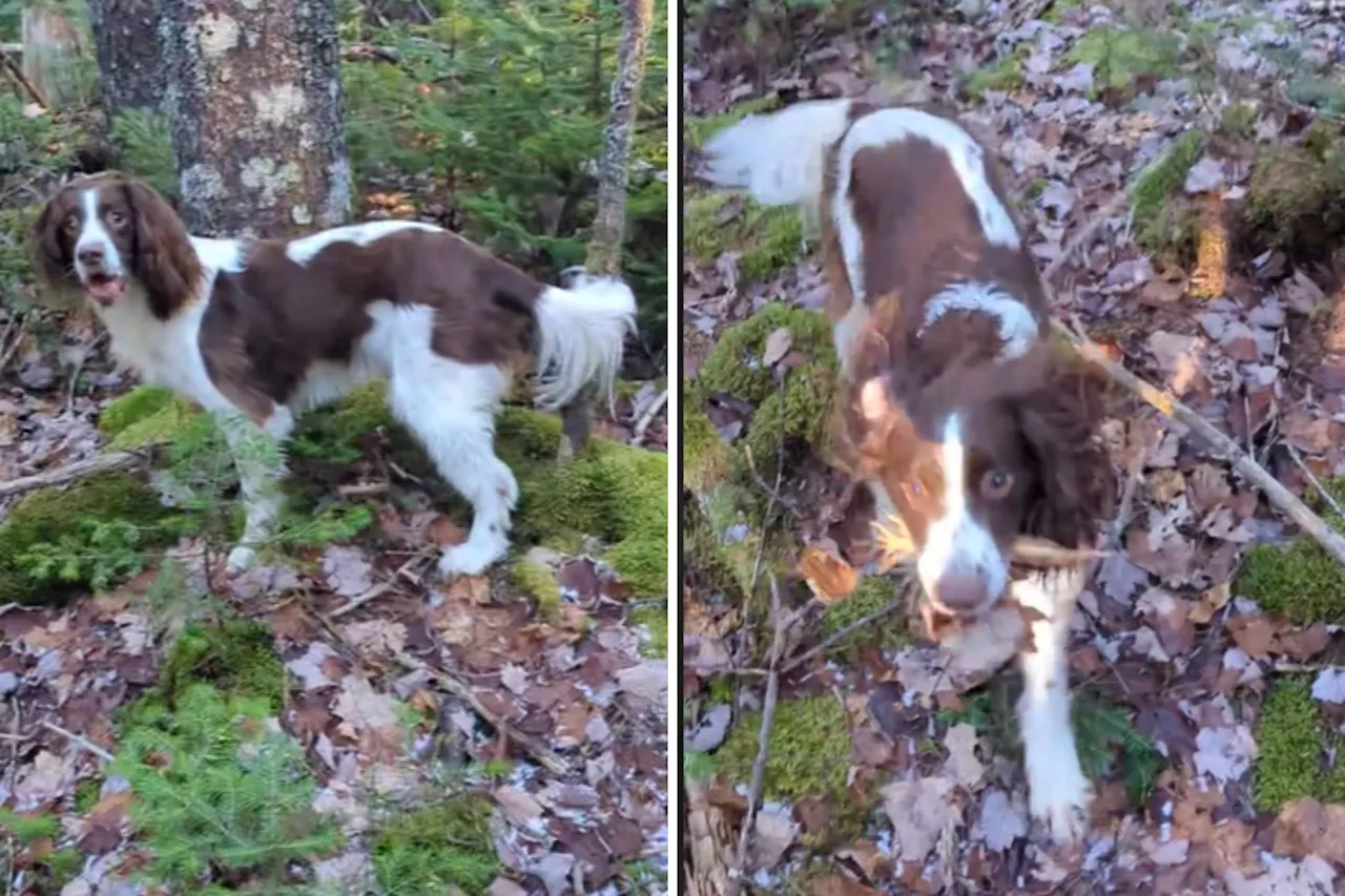 Dog's Over-Excited Tail Gets Hung On Tree