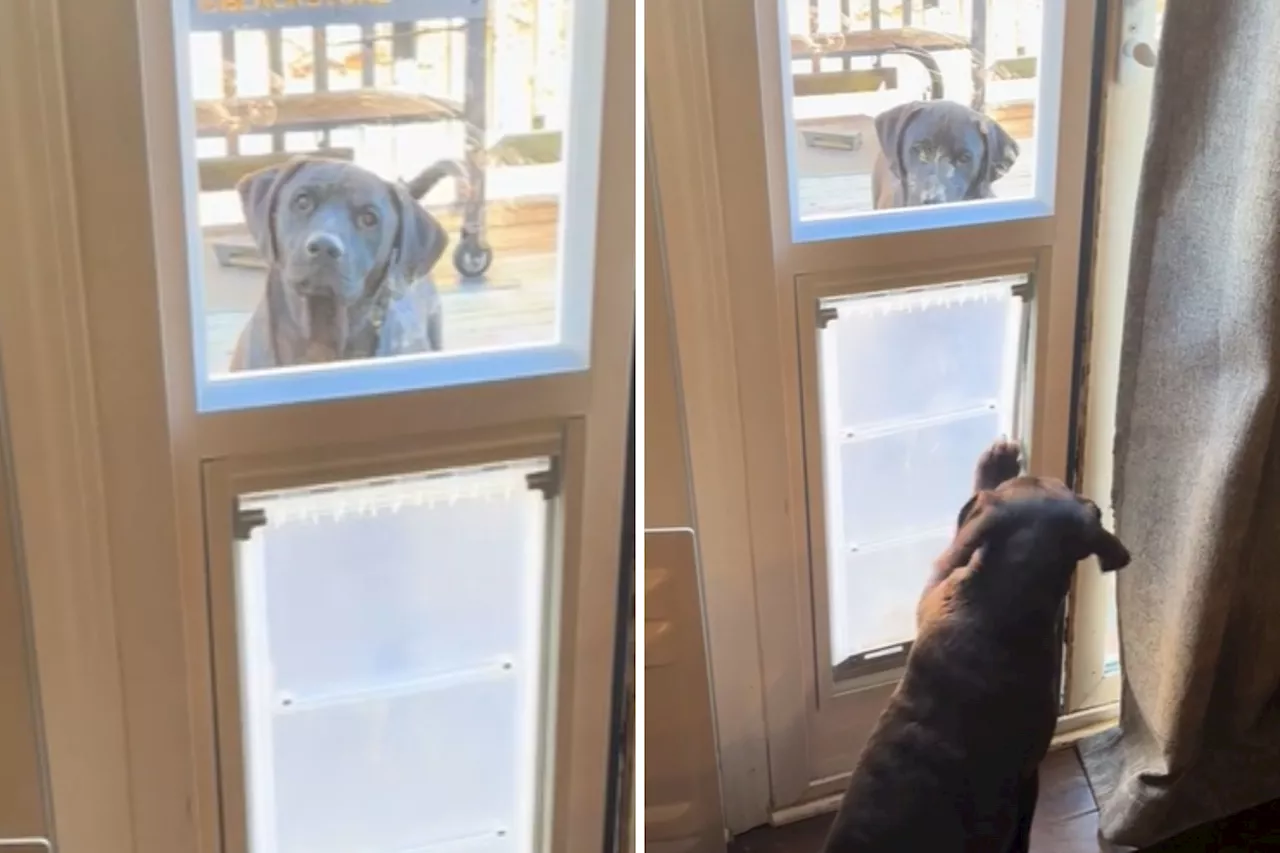 Stubborn Labrador Needs Puppy's Help to Use Doggy Door