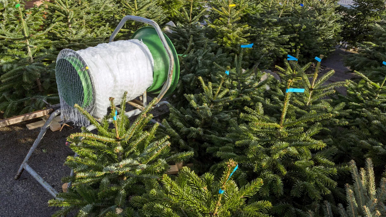 Polizei entdeckt Diebe mit zehn Christbäumen