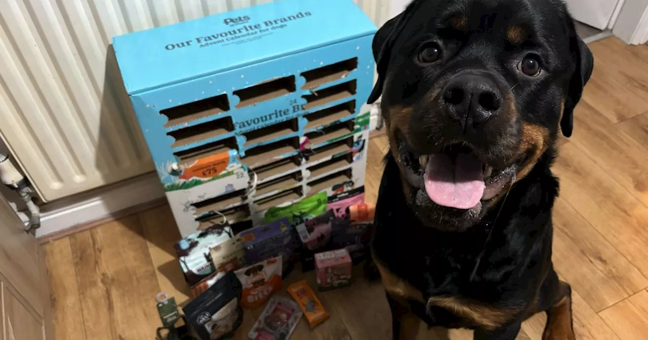 Giant Dog Advent Calendar Review