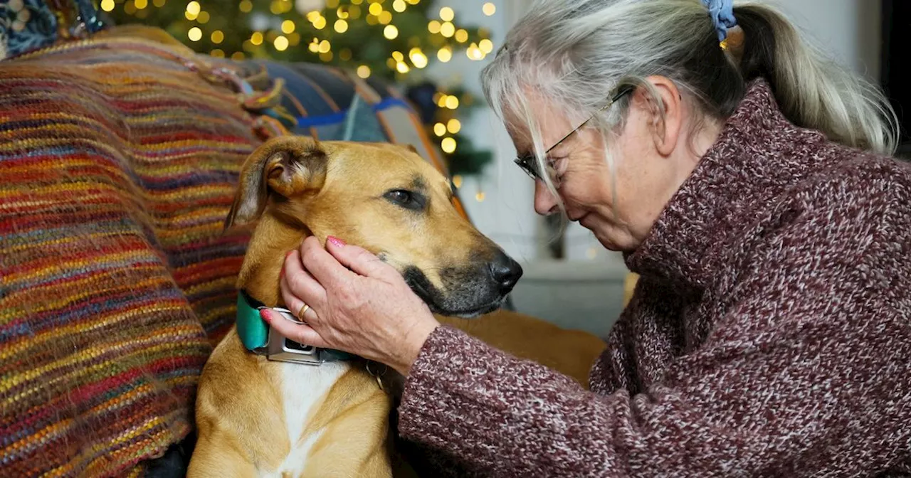 Rescue Dog Finds Forever Home After 1,000 Days in Kennels