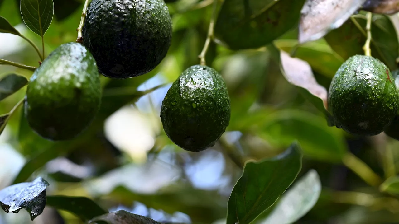 Why Trump's tariffs on Mexico would mean higher avocado prices at the grocery store