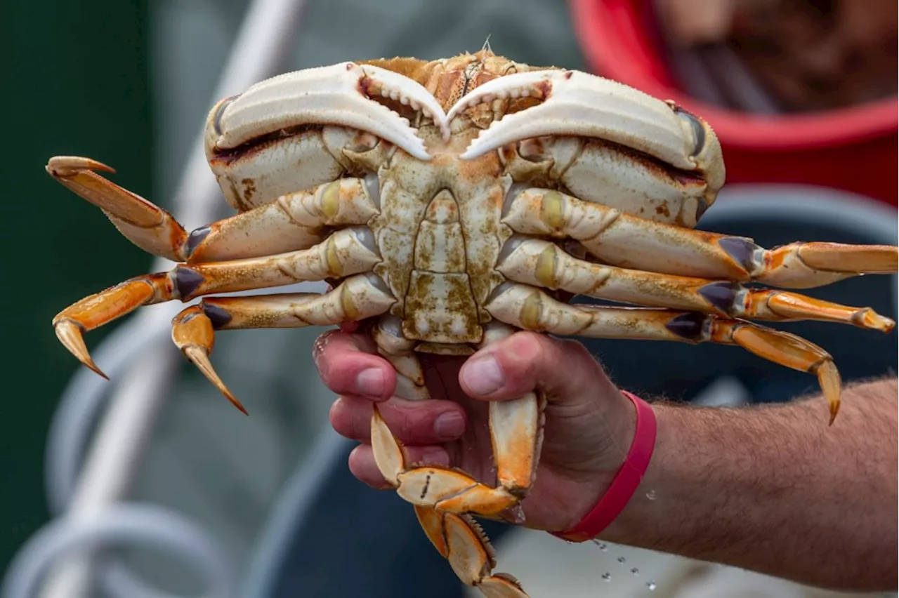 California's Dungeness Crab Season Opens Early in 2025