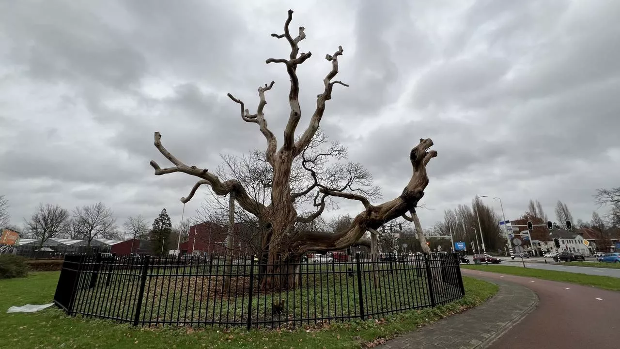 Zachtste Kerstmis ooit in Brabant verwacht