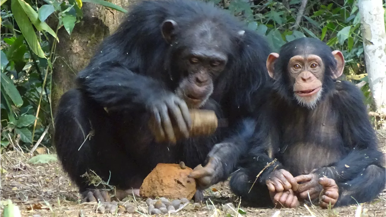 Chimpanzee Tool Use Efficiency Shows Individual Variation and Evolutionary Advantage