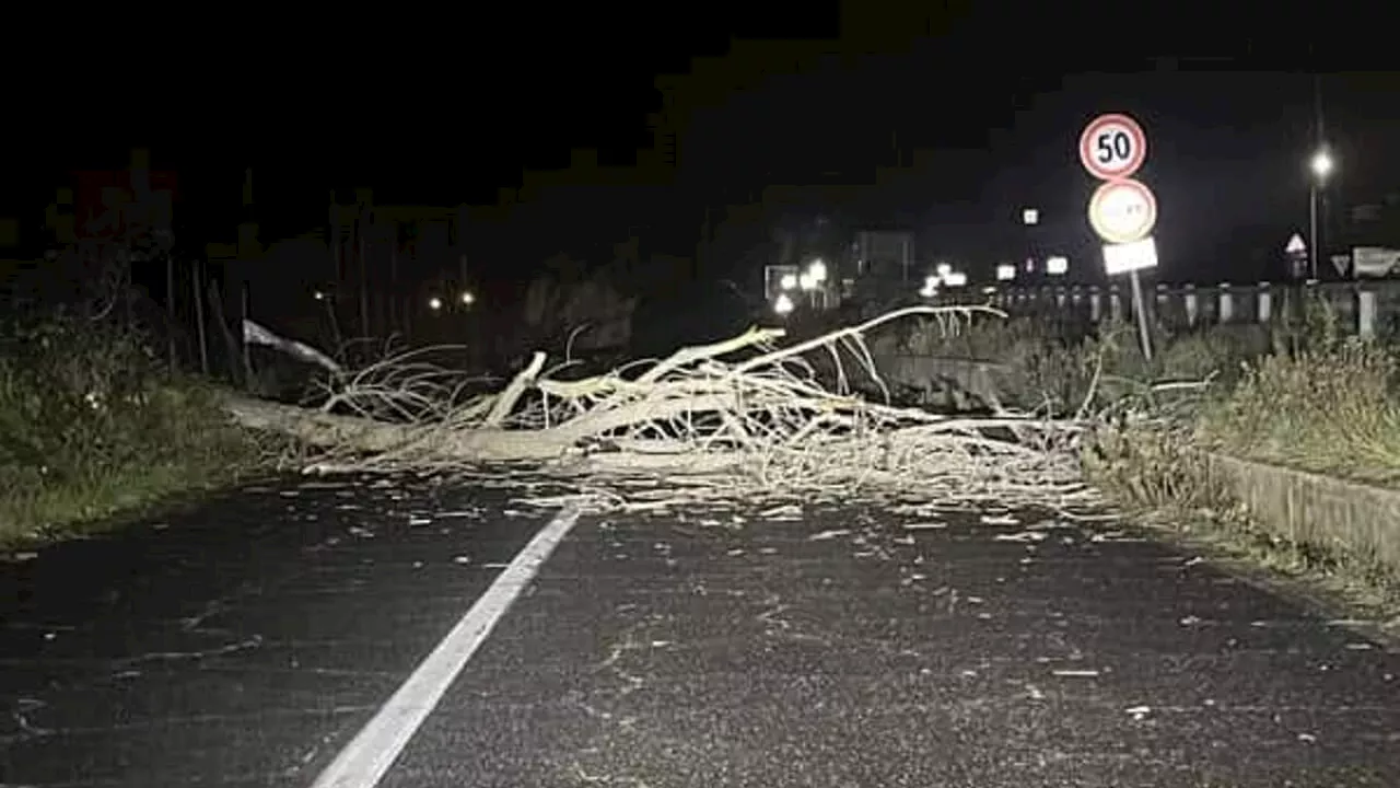 Vento forte a Roma e provincia, cadono alberi