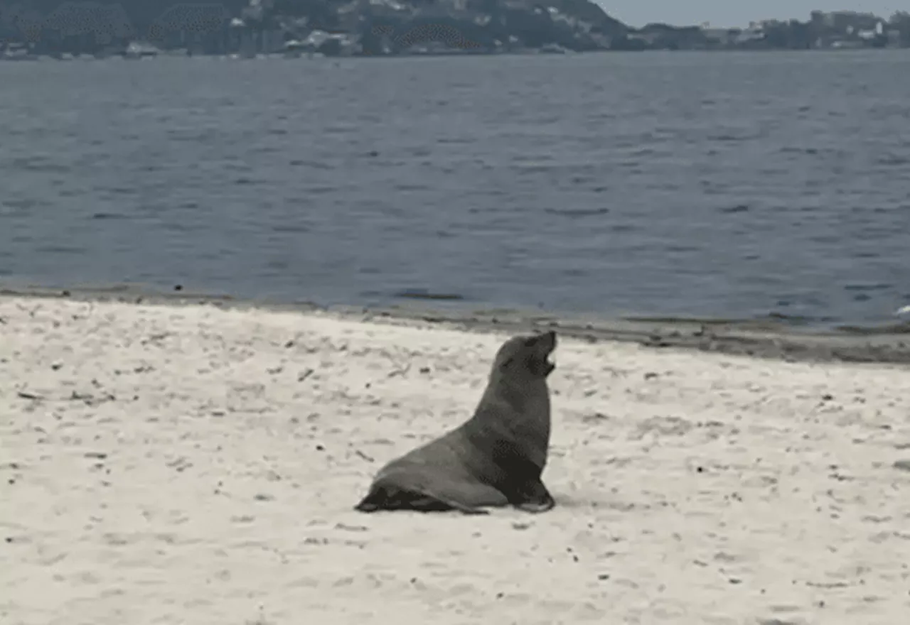 Lobo-marinho 'Joca' volta a aparecer nas praias do Rio de Janeiro