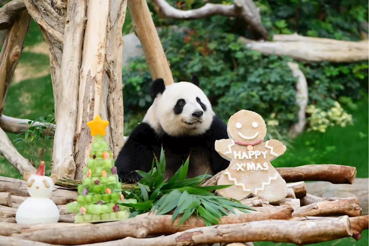 Twin Panda Cubs Celebrate First Christmas in Hong Kong