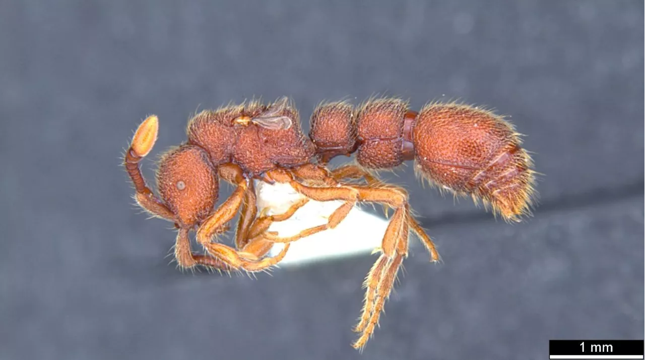 Newfound ant species in Sabah named after UMS researcher