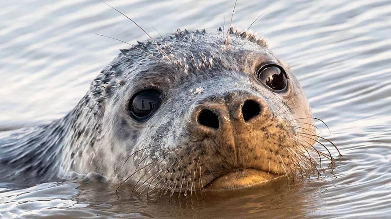 Rekordzahl Kegelrobben auf Helgoland