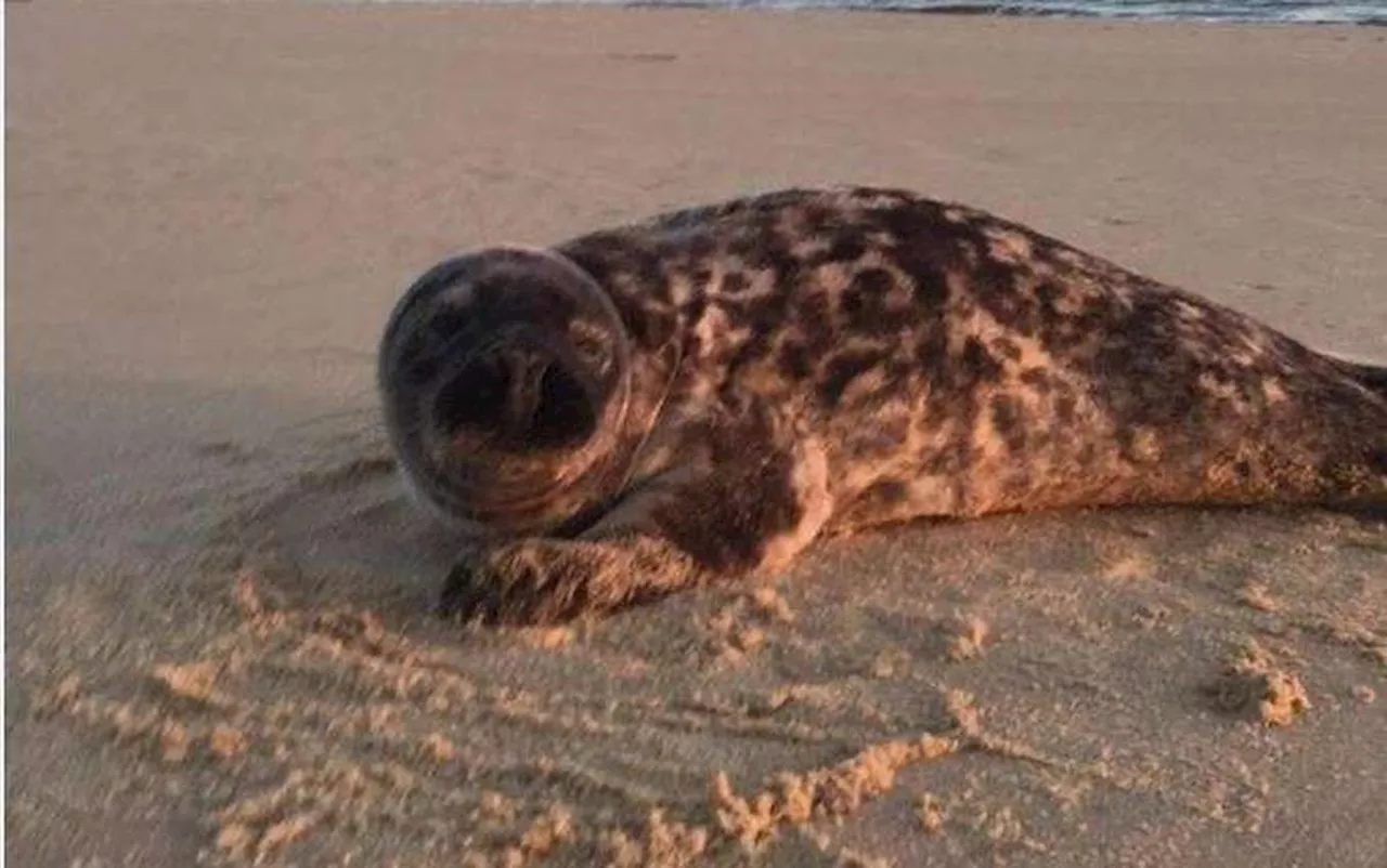 Un bébé phoque sur la plage du Cap Ferret