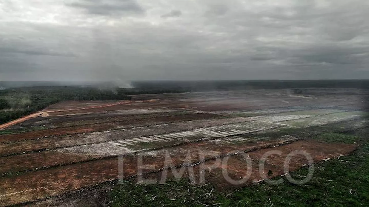 Food Estate Merauke Dikritik Bertentangan dengan Otsus Papua