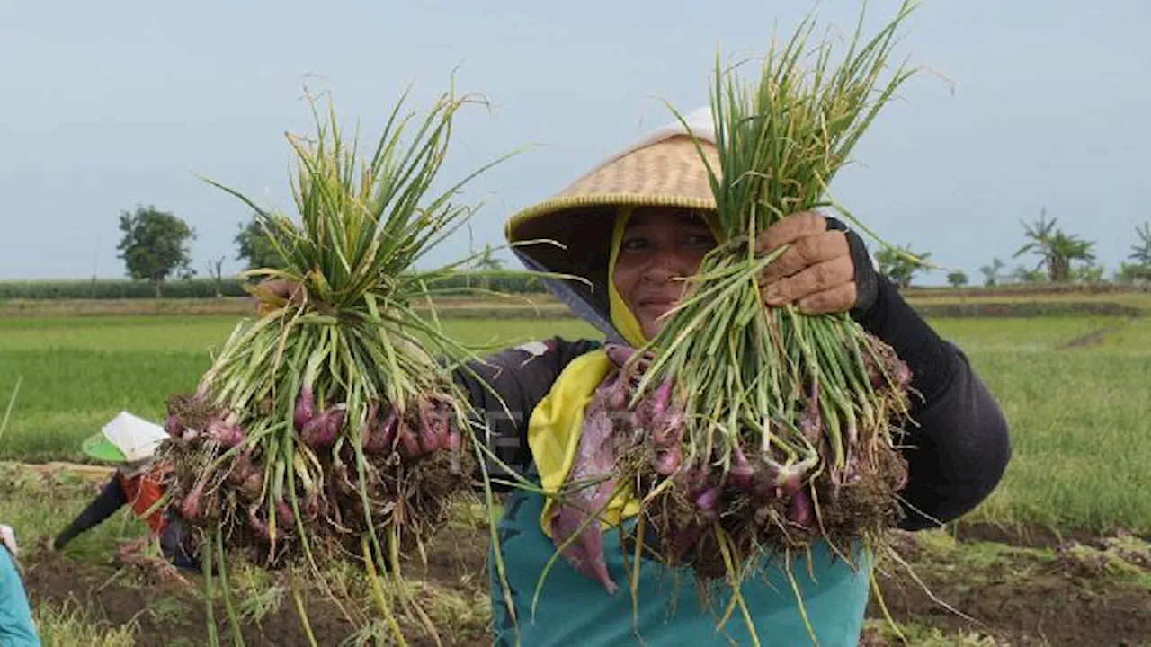 Panen Bawang Merah di Area PLTU Indramayu